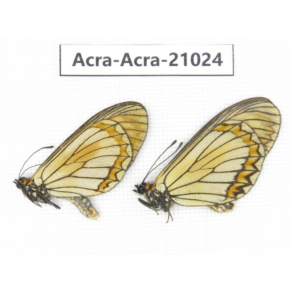 Acraea violae ssp. China, Yunnan, Dali, N of Mt.Cangshan. 2M. Acra-Acra-21024.