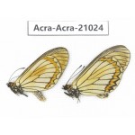 Acraea violae ssp. China, Yunnan, Dali, N of Mt.Cangshan. 2M. Acra-Acra-21024.