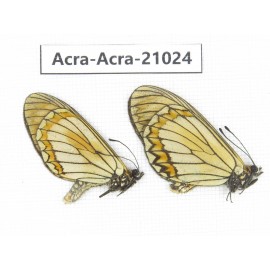 Acraea violae ssp. China, Yunnan, Dali, N of Mt.Cangshan. 2M. Acra-Acra-21024.