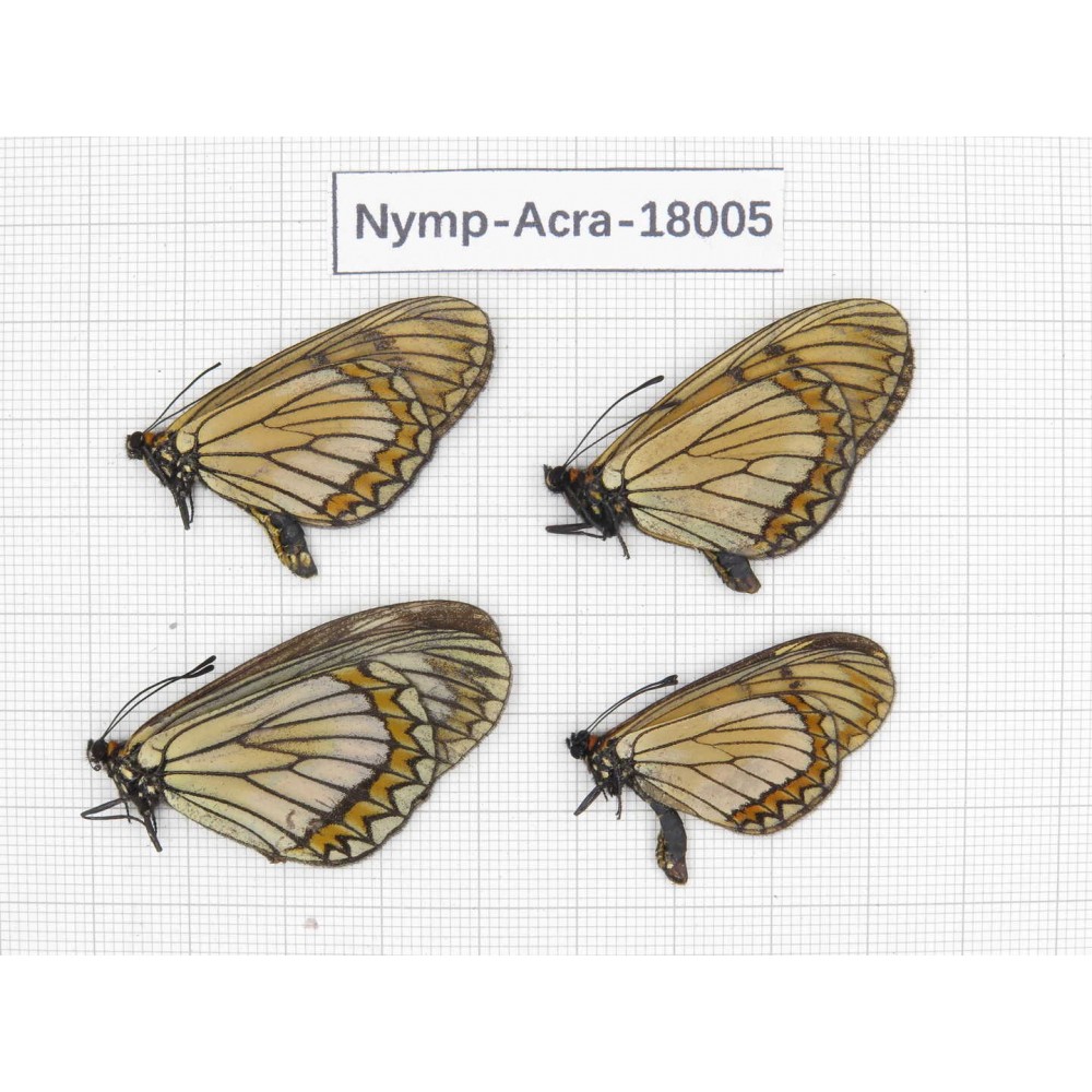 Acraea violae ssp. China, Yunnan, Dali, Yangbi county, Pingpo. 3M1F. Acra-Acra-18005.