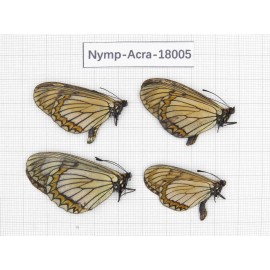 Acraea violae ssp. China, Yunnan, Dali, Yangbi county, Pingpo. 3M1F. Acra-Acra-18005.