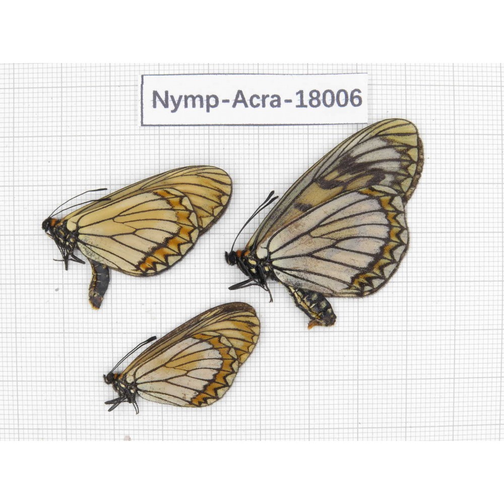 Acraea violae ssp. China, Yunnan, Dali, Yangbi county, Pingpo. 2M1F. Acra-Acra-18006.