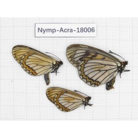 Acraea violae ssp. China, Yunnan, Dali, Yangbi county, Pingpo. 2M1F. Acra-Acra-18006.