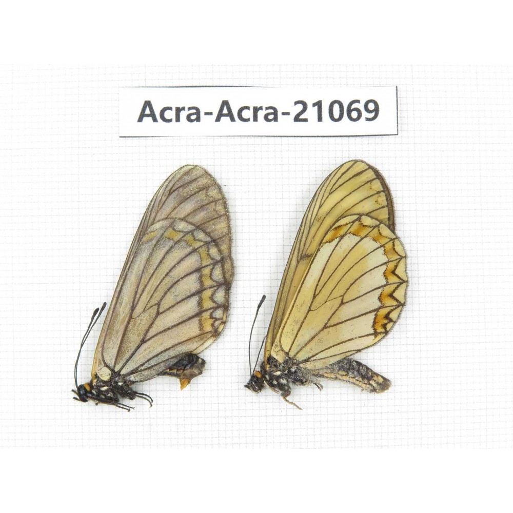 Acraea violae ssp. China, Yunnan, Dehong, Longchuan county. 1P. Acra-Acra-21069.