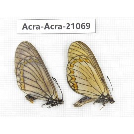 Acraea violae ssp. China, Yunnan, Dehong, Longchuan county. 1P. Acra-Acra-21069.