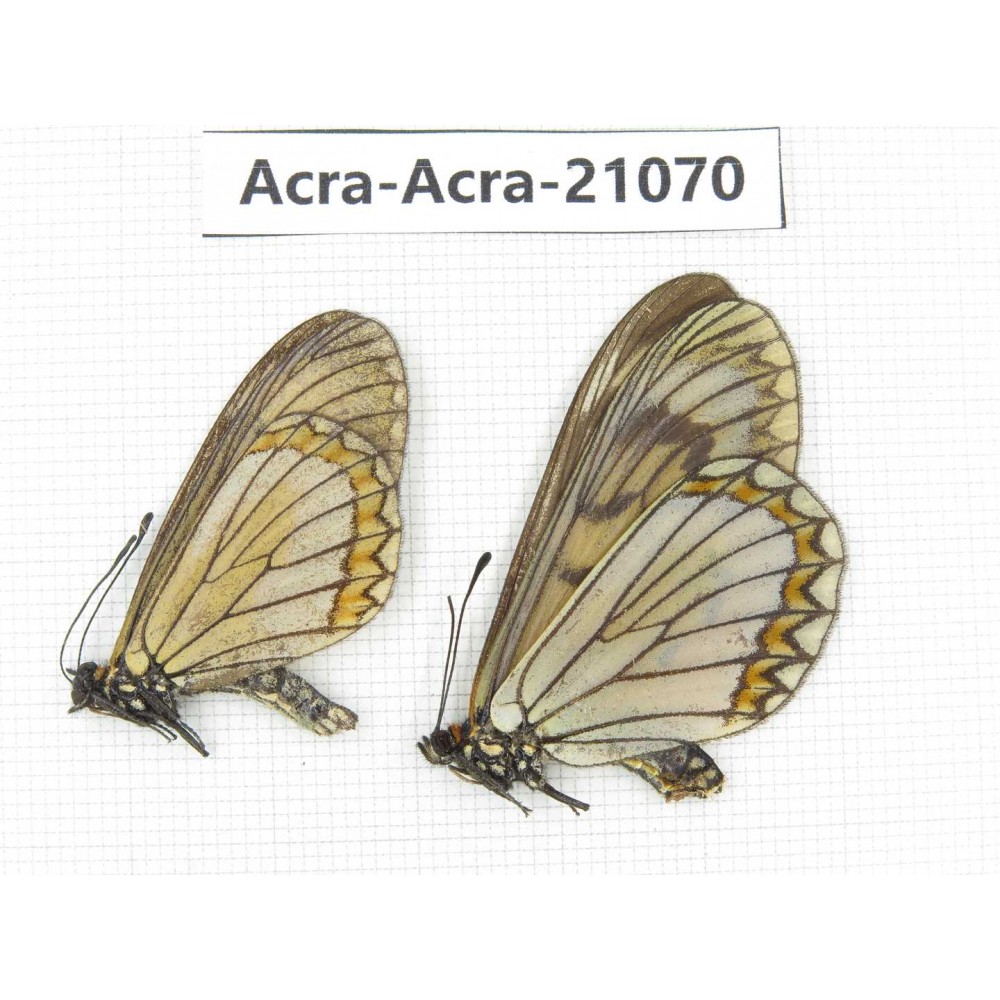 Acraea violae ssp. China, Yunnan, Dehong, Longchuan county. 1P. Acra-Acra-21070.