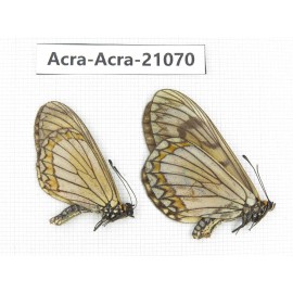Acraea violae ssp. China, Yunnan, Dehong, Longchuan county. 1P. Acra-Acra-21070.
