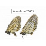 Acraea violae ssp. China, Yunnan, Lijiang, C of Mt.Yunling. 1P. Acra-Acra-20003.