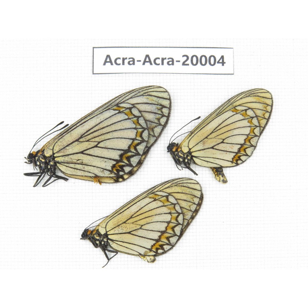 Acraea violae ssp. China, Yunnan, Lijiang, C of Mt.Yunling. 2M1F. Acra-Acra-20004.