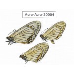 Acraea violae ssp. China, Yunnan, Lijiang, C of Mt.Yunling. 2M1F. Acra-Acra-20004.