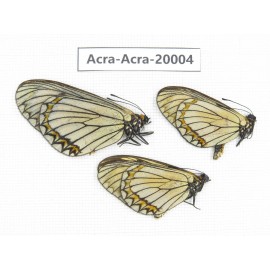 Acraea violae ssp. China, Yunnan, Lijiang, C of Mt.Yunling. 2M1F. Acra-Acra-20004.