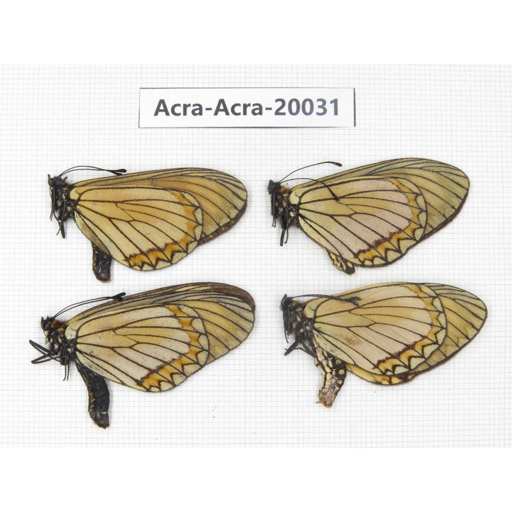 Acraea violae ssp. China, Yunnan, Nujiang valley, N of Nujiang valley. 4M. Acra-Acra-20031.