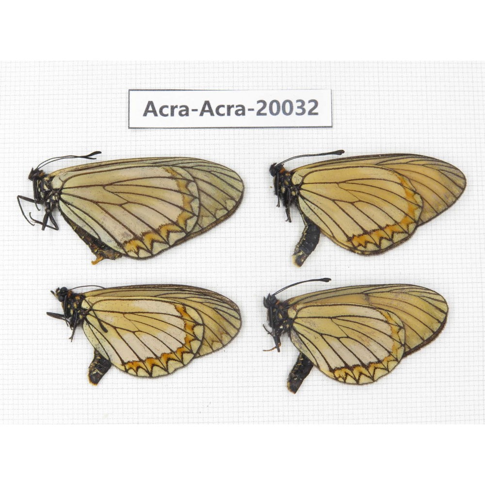 Acraea violae ssp. China, Yunnan, Nujiang valley, N of Nujiang valley. 4M. Acra-Acra-20032.