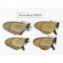 Acraea violae ssp. China, Yunnan, Nujiang valley, N of Nujiang valley. 4M. Acra-Acra-20032.