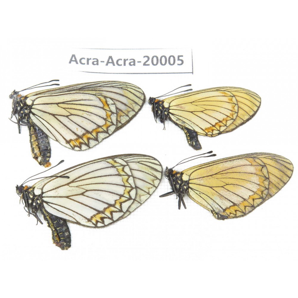 Acraea violae ssp. China, Yunnan, Nujiang valley, N part of Mt. Nushan. 3M1F. Acra-Acra-20005.