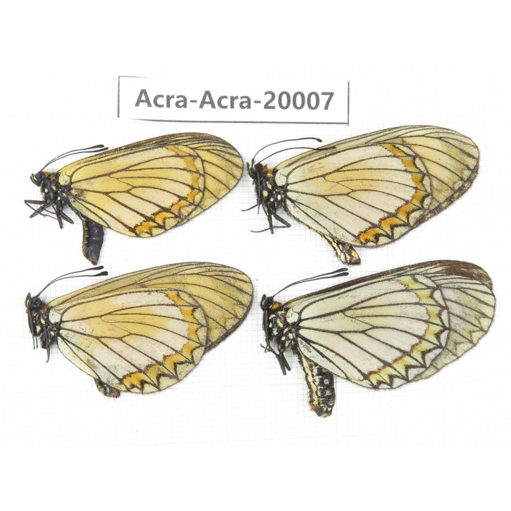 Acraea violae ssp. China, Yunnan, Nujiang valley, N part of Mt. Nushan. 3M1F. Acra-Acra-20007.