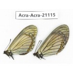 Acraea violae ssp. China, Yunnan, Nujiang valley, S of Gongshan county. 2F. Acra-Acra-21115.