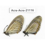 Acraea violae ssp. China, Yunnan, Nujiang valley, S of Gongshan county. 2F. Acra-Acra-21116.