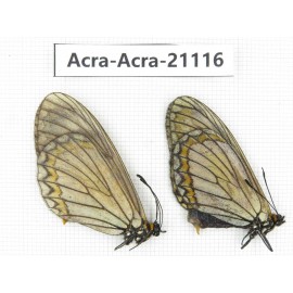 Acraea violae ssp. China, Yunnan, Nujiang valley, S of Gongshan county. 2F. Acra-Acra-21116.