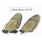Acraea violae ssp. China, Yunnan, Nujiang valley, S of Gongshan county. 2F. Acra-Acra-21117.