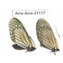 Acraea violae ssp. China, Yunnan, Nujiang valley, S of Gongshan county. 2F. Acra-Acra-21117.