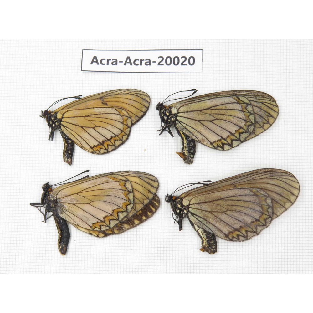 Acraea violae ssp. China, Yunnan, Nujiang valley, S part of Mt. Biluoxueshan. 4M. Acra-Acra-20020.