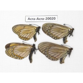 Acraea violae ssp. China, Yunnan, Nujiang valley, S part of Mt. Biluoxueshan. 4M. Acra-Acra-20020.