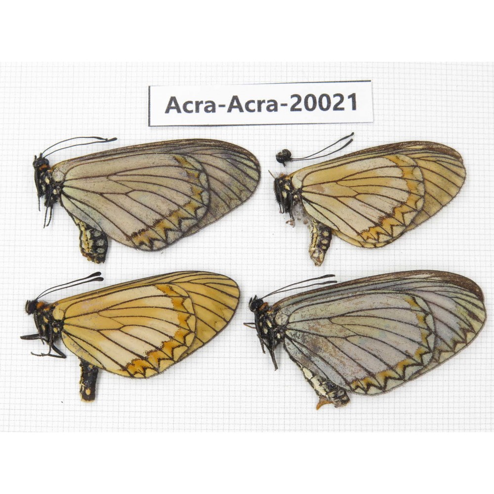 Acraea violae ssp. China, Yunnan, Nujiang valley, S part of Mt. Biluoxueshan. 4M. Acra-Acra-20021.