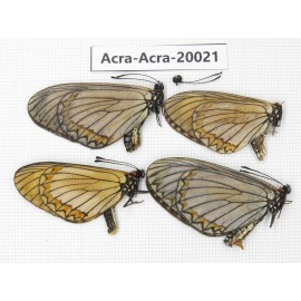 Acraea violae ssp. China, Yunnan, Nujiang valley, S part of Mt. Biluoxueshan. 4M. Acra-Acra-20021.