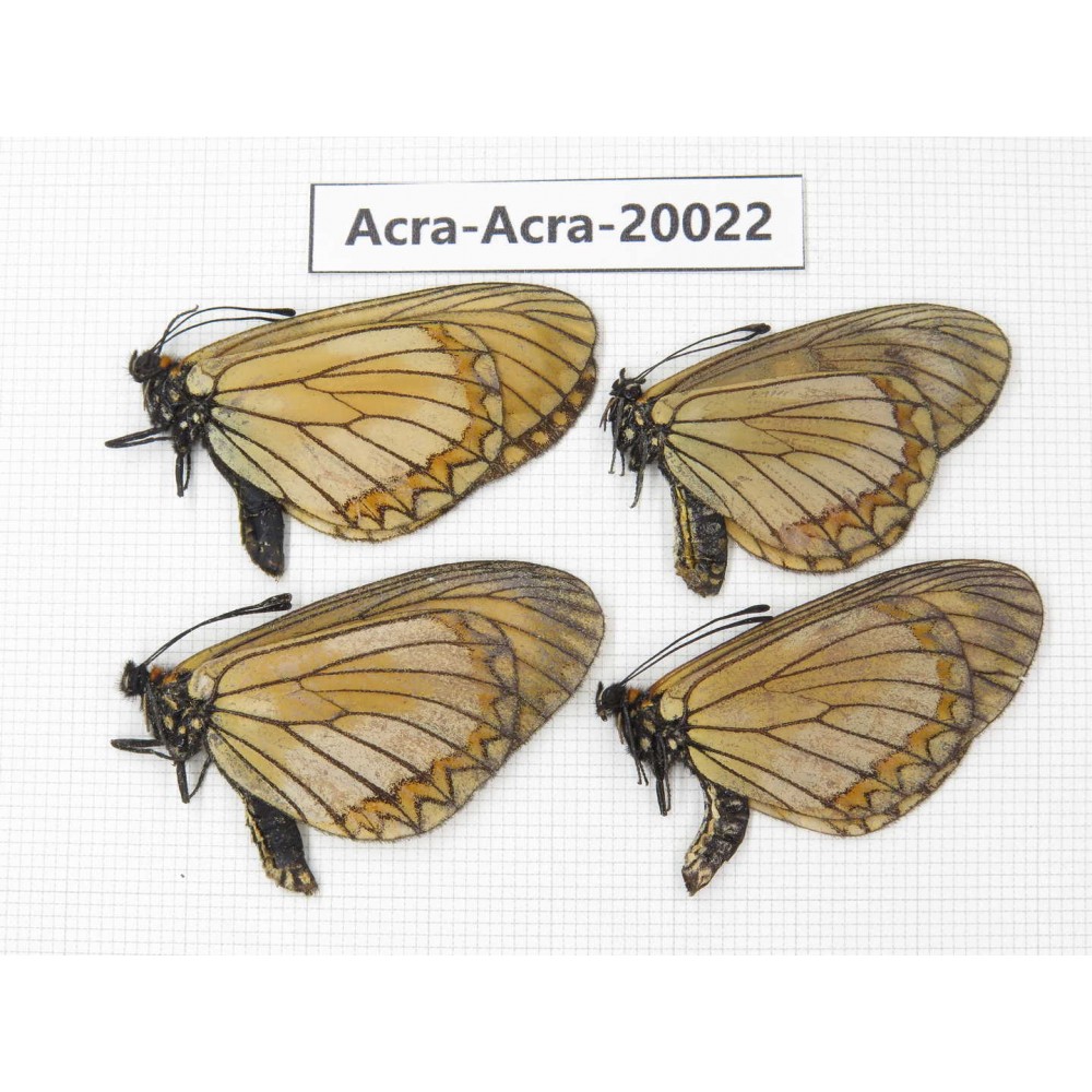 Acraea violae ssp. China, Yunnan, Nujiang valley, S part of Mt. Biluoxueshan. 4M. Acra-Acra-20022.