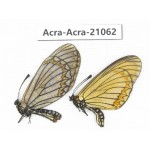 Acraea violae ssp. China, Yunnan, Nujiang, Gongshan county, Bingzhongluo. 1P. Acra-Acra-21062.