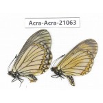 Acraea violae ssp. China, Yunnan, Nujiang, Gongshan county, Bingzhongluo. 1P. Acra-Acra-21063.