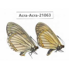 Acraea violae ssp. China, Yunnan, Nujiang, Gongshan county, Bingzhongluo. 1P. Acra-Acra-21063.