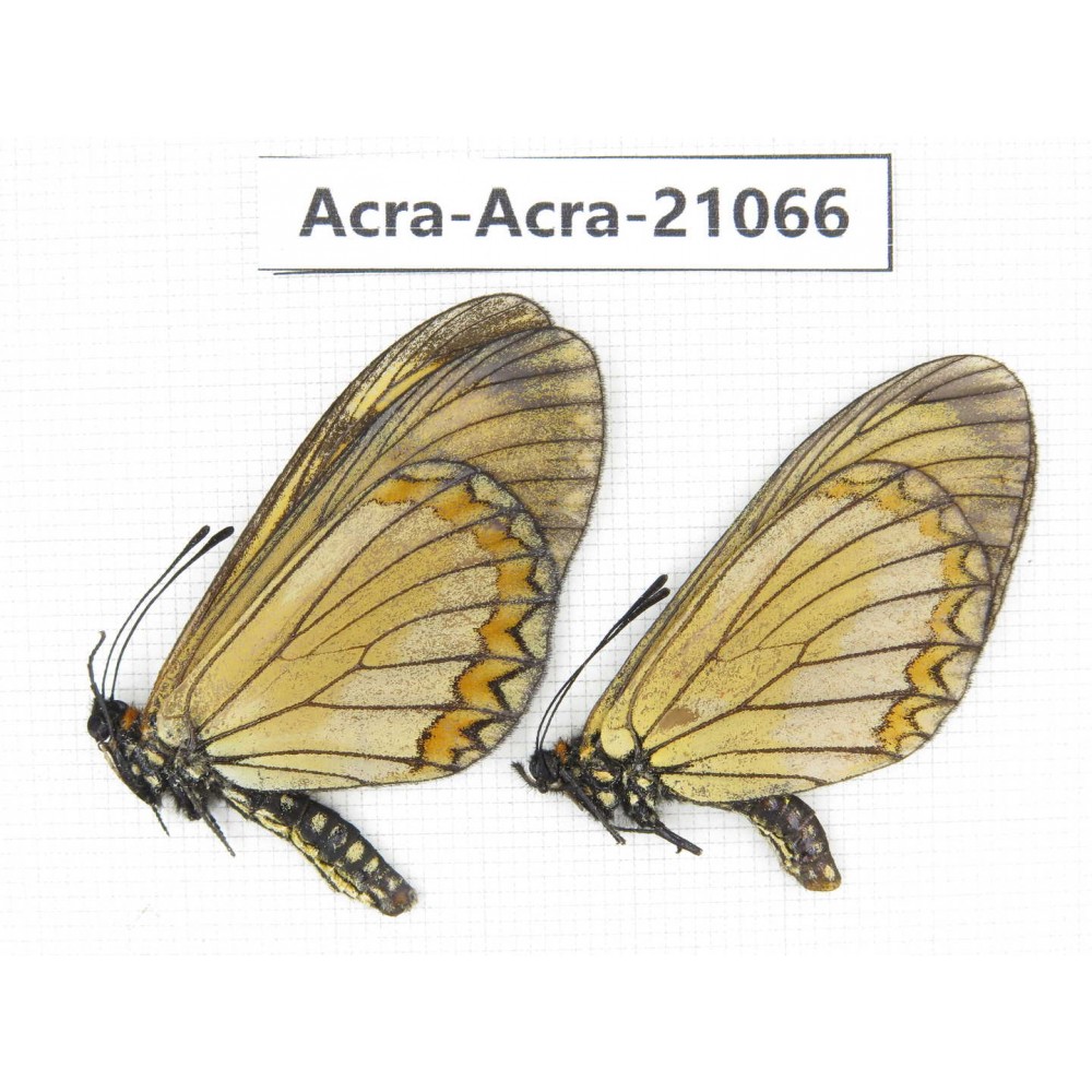 Acraea violae ssp. China, Yunnan, Nujiang, Gongshan county, Bingzhongluo. 2M. Acra-Acra-21066.