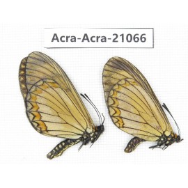 Acraea violae ssp. China, Yunnan, Nujiang, Gongshan county, Bingzhongluo. 2M. Acra-Acra-21066.