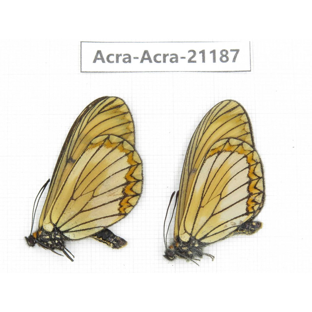 Acraea issoria ssp. China, Yunnan, Nujiang, N of Mt.Biluoxueshan.2M. Acra-Acra-21187.