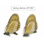 Acraea issoria ssp. China, Yunnan, Nujiang, N of Mt.Biluoxueshan.2M. Acra-Acra-21187.
