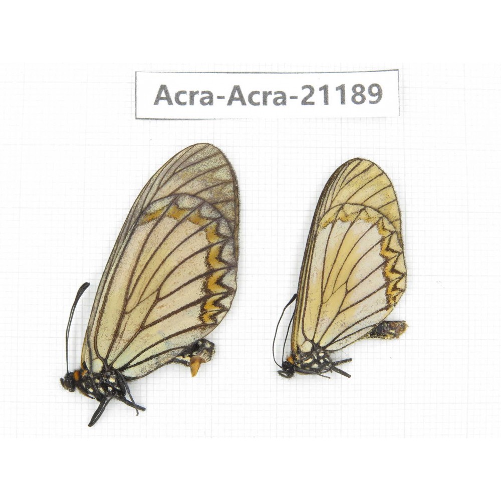 Acraea issoria ssp. China, Yunnan, Nujiang, N of Mt.Biluoxueshan.1P. Acra-Acra-21189.