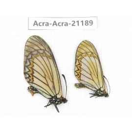 Acraea issoria ssp. China, Yunnan, Nujiang, N of Mt.Biluoxueshan.1P. Acra-Acra-21189.