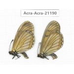 Acraea issoria ssp. China, Yunnan, Nujiang, N of Mt.Biluoxueshan.1P. Acra-Acra-21190.