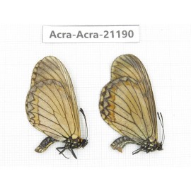 Acraea issoria ssp. China, Yunnan, Nujiang, N of Mt.Biluoxueshan.1P. Acra-Acra-21190.