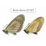 Acraea issoria ssp. China, Yunnan, Nujiang, N of Mt.Biluoxueshan. 1P. Acra-Acra-21127.