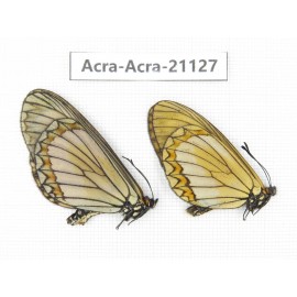 Acraea issoria ssp. China, Yunnan, Nujiang, N of Mt.Biluoxueshan. 1P. Acra-Acra-21127.