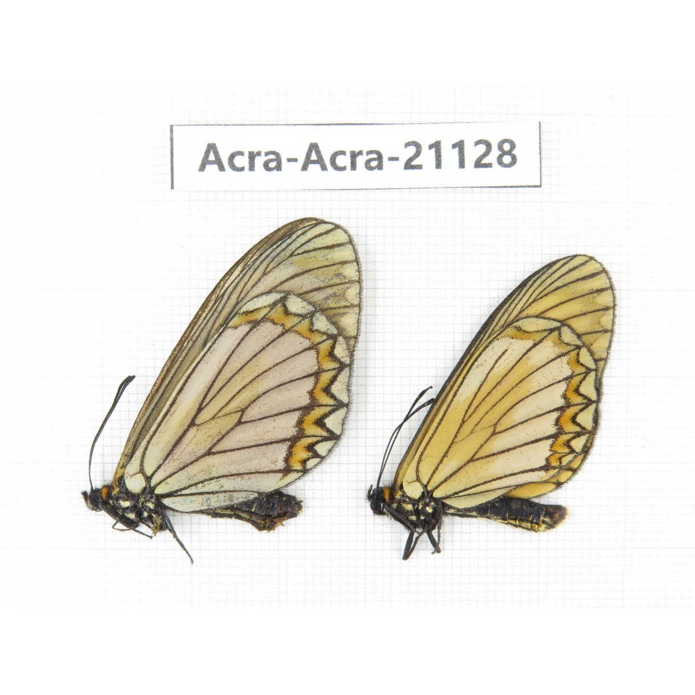 Acraea issoria ssp. China, Yunnan, Nujiang, N of Mt.Biluoxueshan. 1P. Acra-Acra-21128.