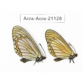 Acraea issoria ssp. China, Yunnan, Nujiang, N of Mt.Biluoxueshan. 1P. Acra-Acra-21128.