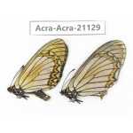 Acraea issoria ssp. China, Yunnan, Nujiang, N of Mt.Biluoxueshan. 1P. Acra-Acra-21129.