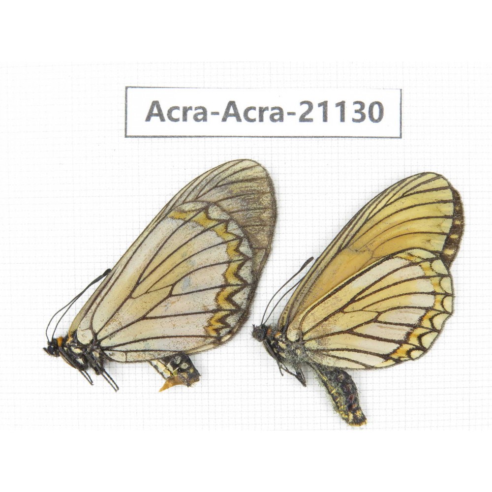 Acraea issoria ssp. China, Yunnan, Nujiang, N of Mt.Biluoxueshan. 1P. Acra-Acra-21130.