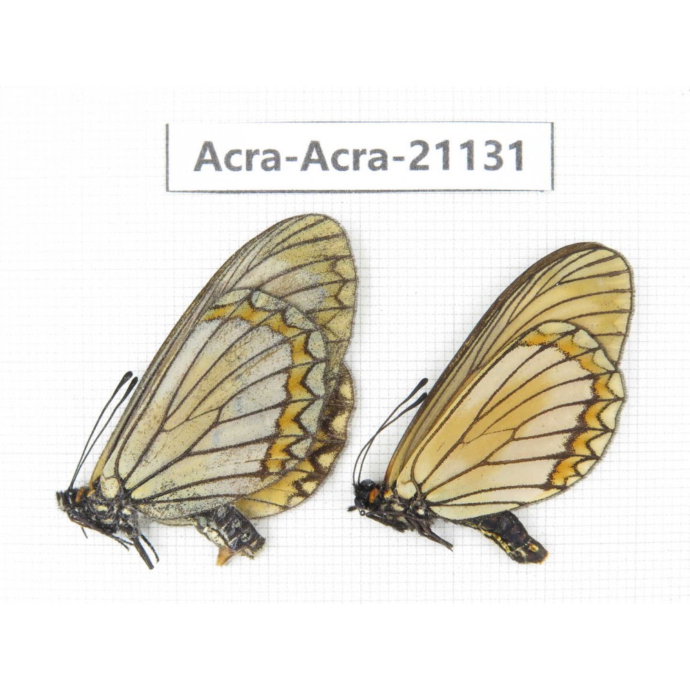 Acraea issoria ssp. China, Yunnan, Nujiang, N of Mt.Biluoxueshan. 1P. Acra-Acra-21131.