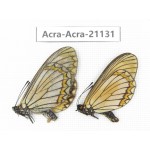 Acraea issoria ssp. China, Yunnan, Nujiang, N of Mt.Biluoxueshan. 1P. Acra-Acra-21131.