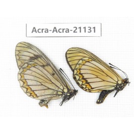 Acraea issoria ssp. China, Yunnan, Nujiang, N of Mt.Biluoxueshan. 1P. Acra-Acra-21131.